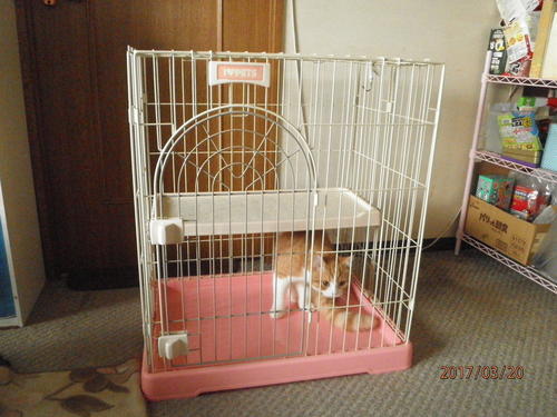 新品　　子猫用ゲージ