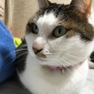 6歳の甘えたな猫ちゃんです♀ − 千葉県