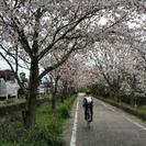 🌸お花見サイクリング🚴