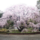 3月26日（日）しだれ桜　お花見お散歩　六義園・小石川後楽園
