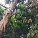 超巨大ジャイアントキャベンディッシュバナナ 140センチ苗 ①