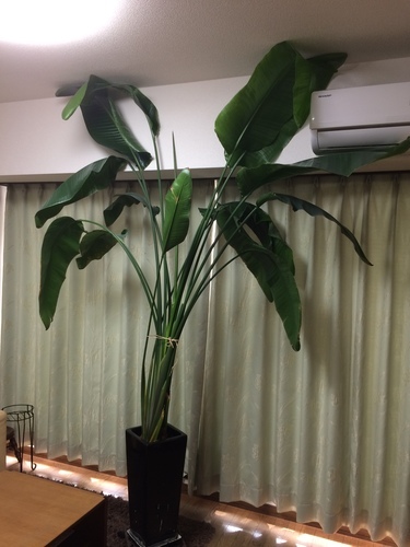 店舗用に 観葉植物 大型オーガスタ ひろにゃん 北赤羽のその他の中古あげます 譲ります ジモティーで不用品の処分