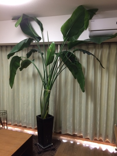 店舗用に 観葉植物 大型オーガスタ ひろにゃん 北赤羽のその他の中古あげます 譲ります ジモティーで不用品の処分