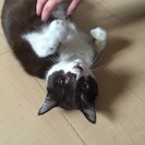 キャリア猫オス1～3歳懐っこい子です！ワンコと同居可能！ - 猫