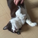 キャリア猫オス1～3歳懐っこい子です！ワンコと同居可能！ − 千葉県