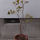 半耐寒性果樹　－４℃まで（一瞬だけ）イエローストロベリーグアバ