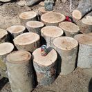 薪に！広葉樹ケヤキの丸太。長さ約35㎝。平成29年2月伐採。0....