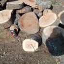 薪に！広葉樹ケヤキの端材丸太。0.１立米価格。平成29年2月伐採...