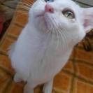 【子猫】人懐っこい！白猫くん！【4～5カ月程】