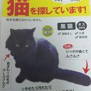 竜田霊園付近でいなくなった黒猫を探してます。