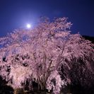 4月3日(4/3)  平日に！この時期にしか見れない幻想的な世界...