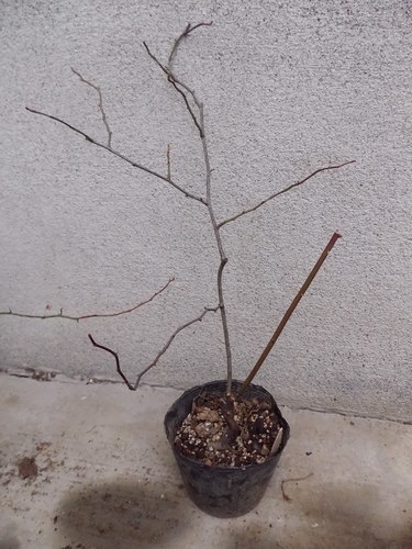 ５日〆切実生バラ原種系実が可愛いものなど５種まとめて 春松 北越谷のその他の中古あげます 譲ります ジモティーで不用品の処分