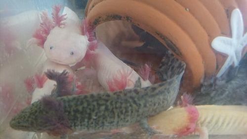 ウーパールーパー 1歳 えりこ 佐賀のその他の里親募集 ジモティー