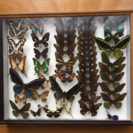 蝶々の標本