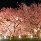 姫路城で夜桜パーティー(✿´꒳`)ﾉ - 姫路市