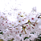 桜の写真撮りに行きませんか？
