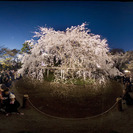 4月1日  ライトアップお花見シーズン！落ち着いた雰囲気の中で出逢う！！六義園＆旧古河庭園！（園）結びウォーキングコン！の画像