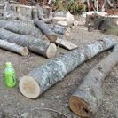 薪に！広葉樹ケヤキの原木丸太。平成29年2月伐採。0.1立米価格...