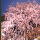 さんぽ会(日本庭園夜桜見物)