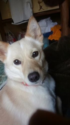 助けて下さい ホワイトシェパードと柴犬のmix ちゃんです しゅん 日高のその他の里親募集 ジモティー