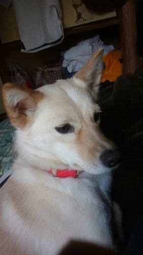 助けて下さい ホワイトシェパードと柴犬のmix ちゃんです しゅん 日高のその他の里親募集 ジモティー
