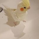 オカメインコ 1歳 →引きとり先が決まりました。