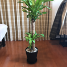 観葉植物 幸福の木 ドラセナ
