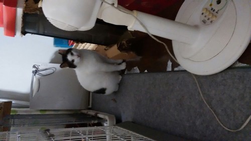 可愛いデブネコちゃんの里親さん募集です！ (風光る) 八王子の猫の里親 