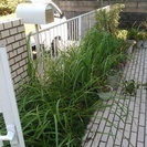 お庭、芝生の年間管理　防草シート砂利敷 - その他