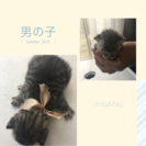 子猫^._.^４匹里親募集一旦受付終了します。 - 大田原市