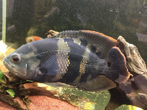 オスカー（Wild、クラシピンニス、ブラジルトカンチンス川産）お譲りいたします。