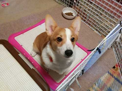 子犬の里親を募集しています まりん 仙台のコーギーの里親募集 ジモティー
