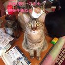 猫の里親探しています m(__)m - 福岡市