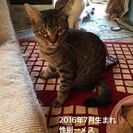 猫の里親探しています m(__)m − 福岡県