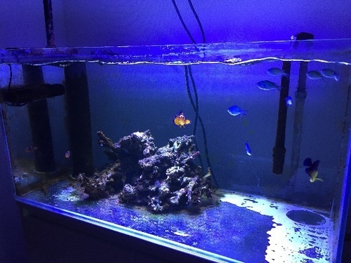 90x45x45オーバーフロー水槽フルセット+α