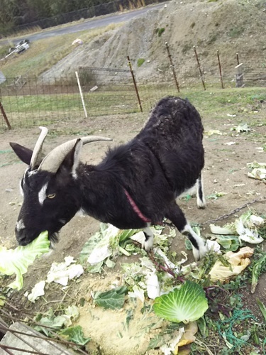 ヤギメス２匹白ヤギ黒ヤギ推定６才 ヤギ２匹 宇美のその他の里親募集 ジモティー