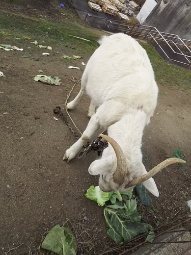 ヤギメス２匹白ヤギ黒ヤギ推定６才 ヤギ２匹 宇美のその他の里親募集 ジモティー