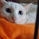 白い猫 目がブルーの女の子❤4月16日(日)の譲渡会に出します。...