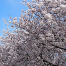 花見🌸❗️4月15日土曜 金沢犀川緑地公園の画像
