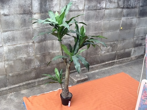 商談中 ニトリ インテリア グリーン 1 ドラセナ フェイクグリーン 人工観葉植物 造花 山科区の方であれば無料配達も可 フルタマンタロウ 東野のその他の中古あげます 譲ります ジモティーで不用品の処分
