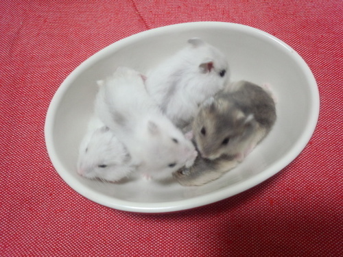 ジャンガリアンハムスターパールホワイト まるぼろ 新前橋のその他の里親募集 ジモティー