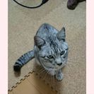 アメショー？人懐こい美猫 生後4～6ヶ月？ - 猫