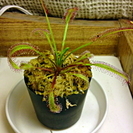 食虫植物 アフリカナガバモウセンゴケ D.capensis 赤花...