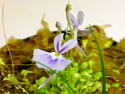 食虫植物 青花ウサギゴケ Utricularia Sandersonii 開花中 2号ポット植え Gouldien 篠路のその他の中古あげます 譲ります ジモティーで不用品の処分