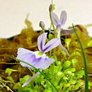 食虫植物 青花ウサギゴケ Utricularia sanders...