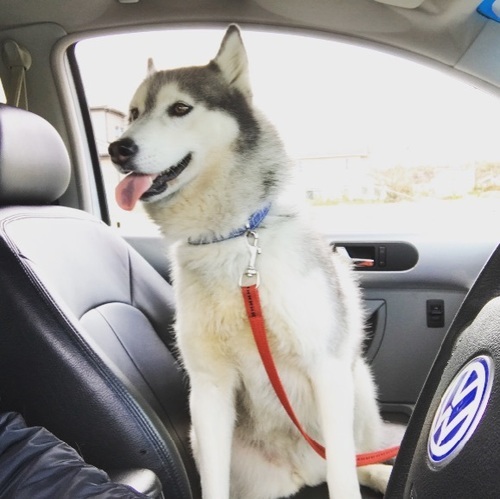 千葉北西部よりハスキーの里親を募集いたします ケイタ 千葉の犬の里親募集 ジモティー