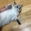 美形シャム猫MIX - 猫
