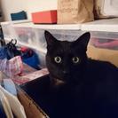 黒猫くんの里親さん探しています！