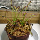 食虫植物 アフリカナガバモウセンゴケ D.capensis 赤花...
