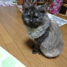 昨年暮れに迷猫を保護しました。　チンチラのミックス？